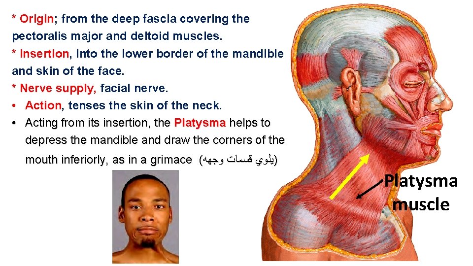 * Origin; from the deep fascia covering the pectoralis major and deltoid muscles. *