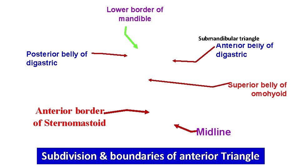 Lower border of mandible Submandibular triangle Posterior belly of digastric Anterior belly of digastric