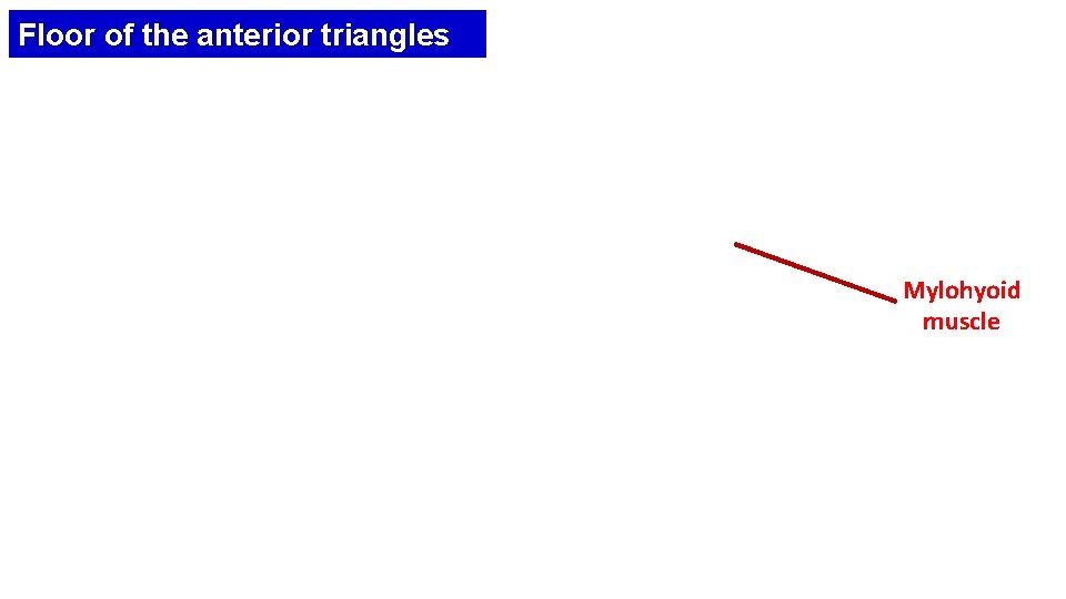 Floor of the anterior triangles Mylohyoid muscle 