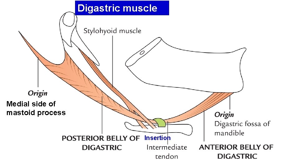 Digastric muscle Medial side of mastoid process Insertion 