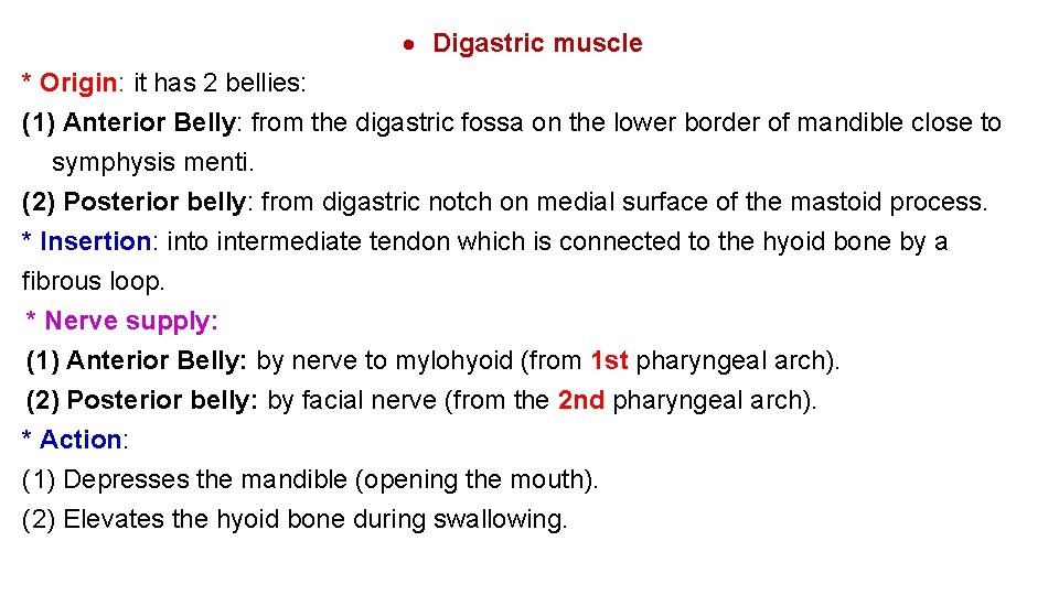  Digastric muscle * Origin: it has 2 bellies: (1) Anterior Belly: from the