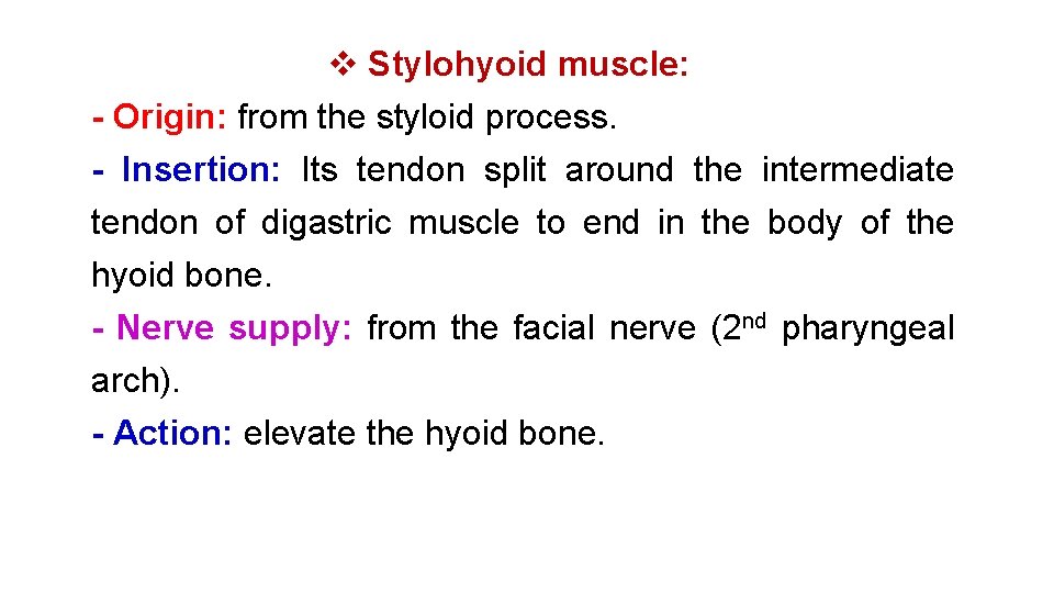 v Stylohyoid muscle: - Origin: from the styloid process. - Insertion: Its tendon split