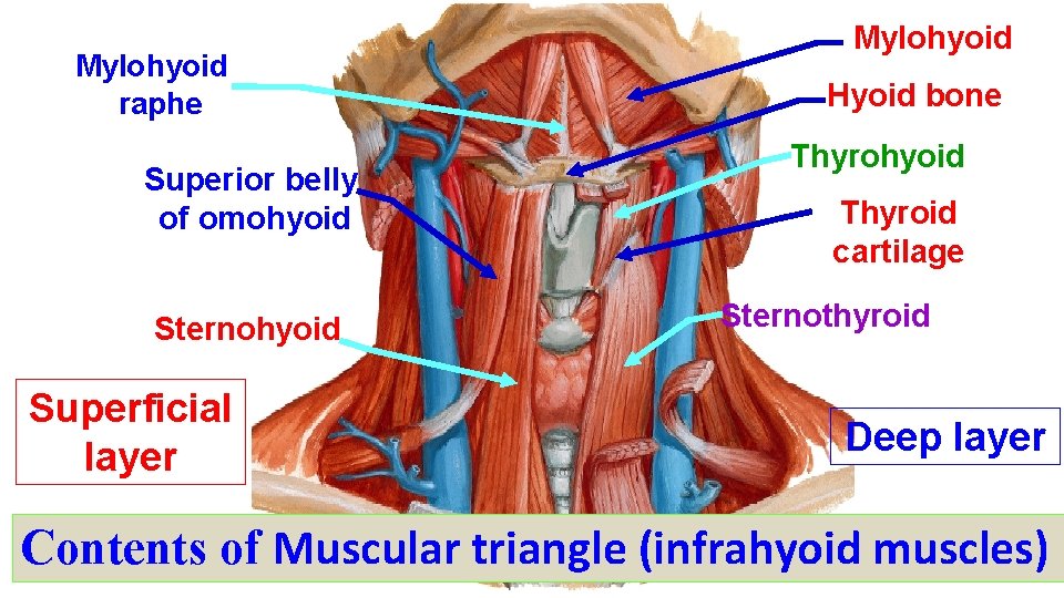 Mylohyoid raphe Superior belly of omohyoid Sternohyoid Superficial layer Mylohyoid Hyoid bone Thyrohyoid Thyroid