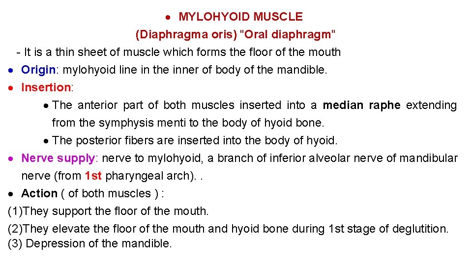  MYLOHYOID MUSCLE (Diaphragma oris) "Oral diaphragm" It is a thin sheet of muscle