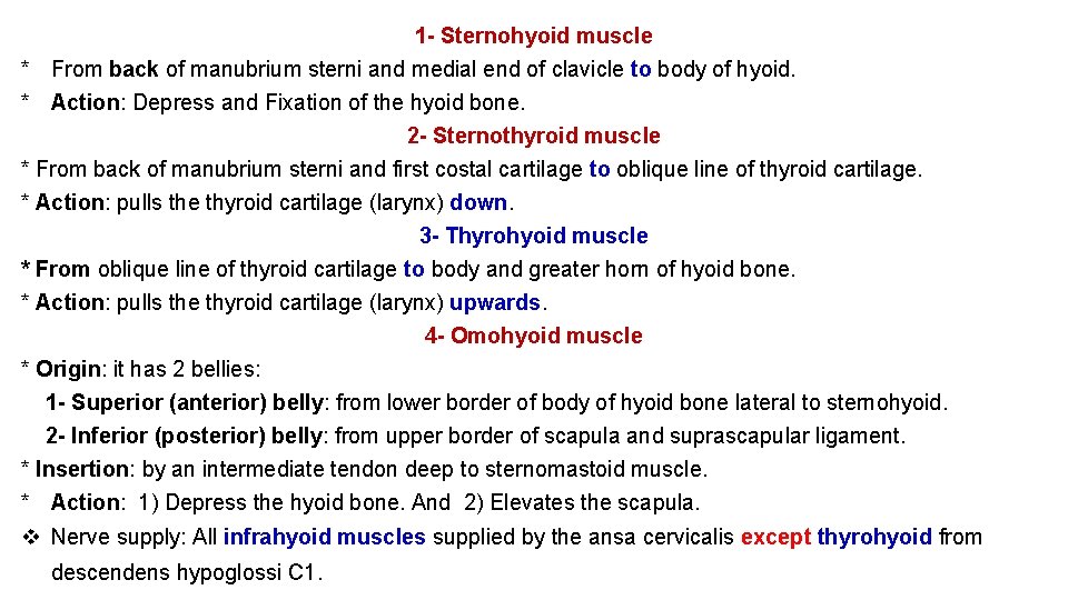 1 - Sternohyoid muscle * From back of manubrium sterni and medial end of