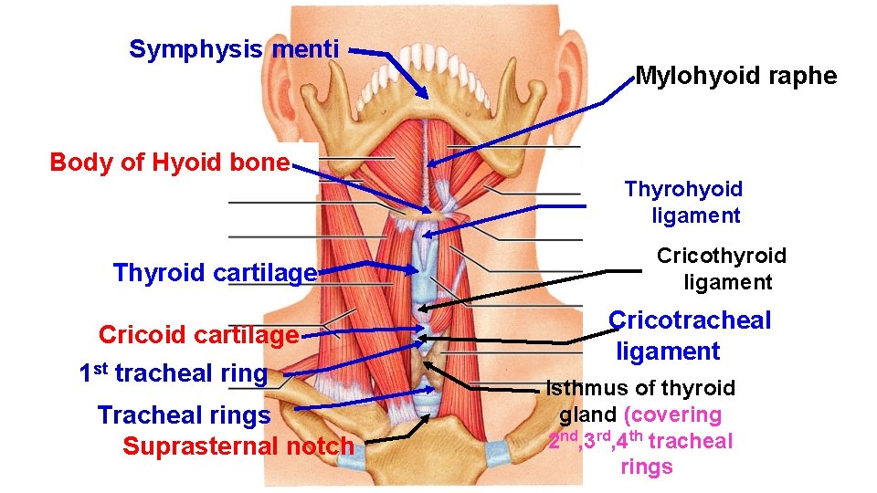 Symphysis menti Mylohyoid raphe Body of Hyoid bone Thyrohyoid ligament Thyroid cartilage Cricoid cartilage