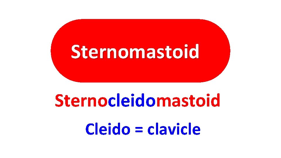 Sternomastoid Sternocleidomastoid Cleido = clavicle 