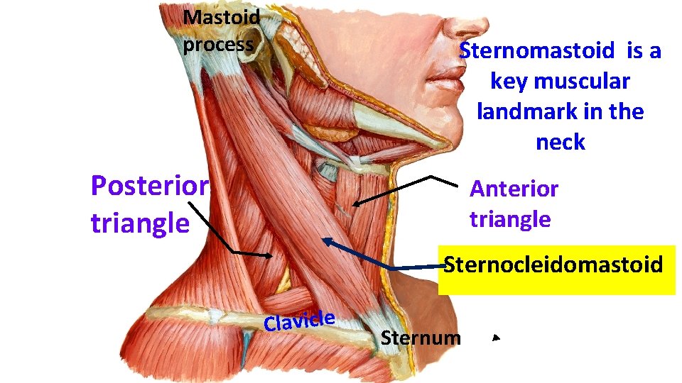 Mastoid process Sternomastoid is a key muscular landmark in the neck Posterior triangle Anterior