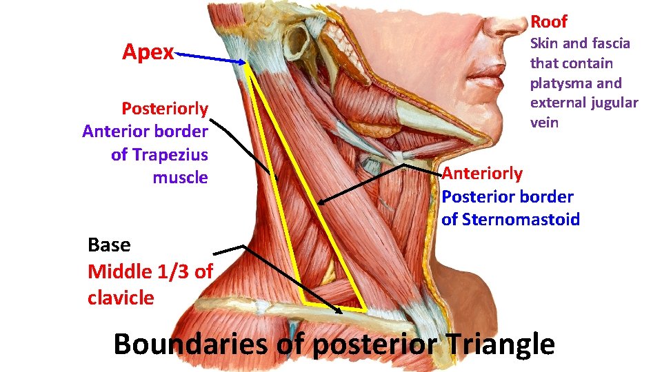 Roof Apex Posteriorly Anterior border of Trapezius muscle Skin and fascia that contain platysma