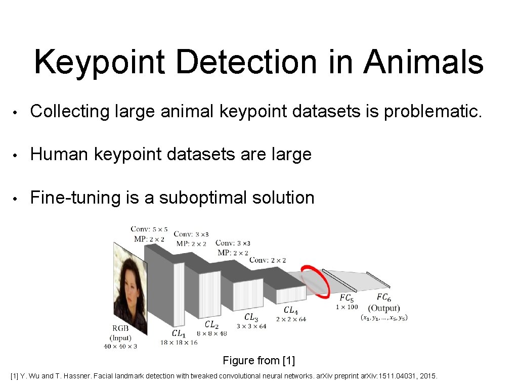 Keypoint Detection in Animals • Collecting large animal keypoint datasets is problematic. • Human