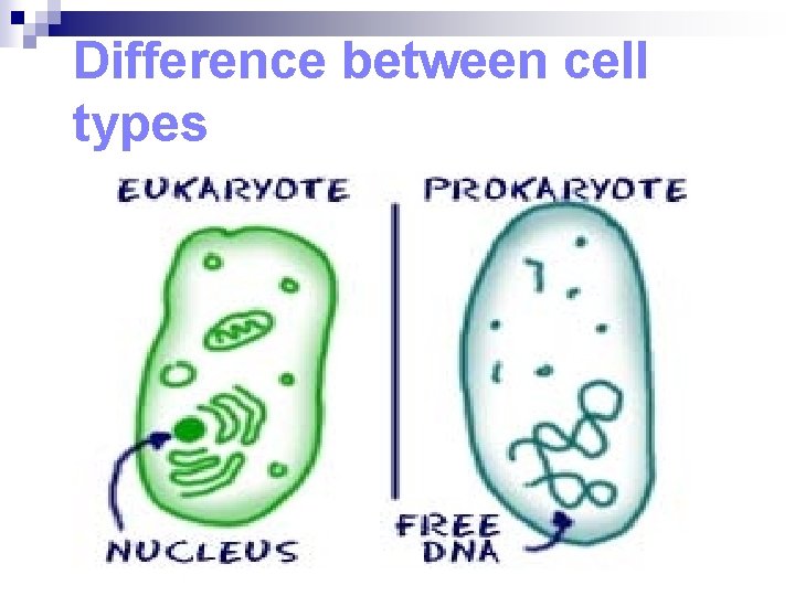 The Building Blocks of Life Cells The Cell
