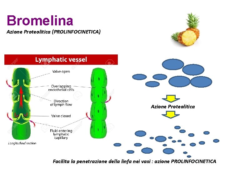 Bromelina Azione Proteolitica (PROLINFOCINETICA) Azione Proteolitica Facilita la penetrazione della linfa nei vasi :
