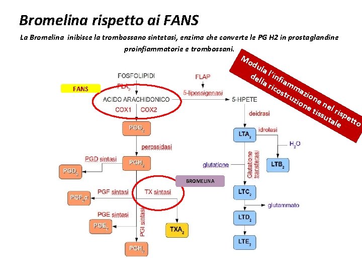 Bromelina rispetto ai FANS La Bromelina inibisce la trombossano sintetasi, enzima che converte le