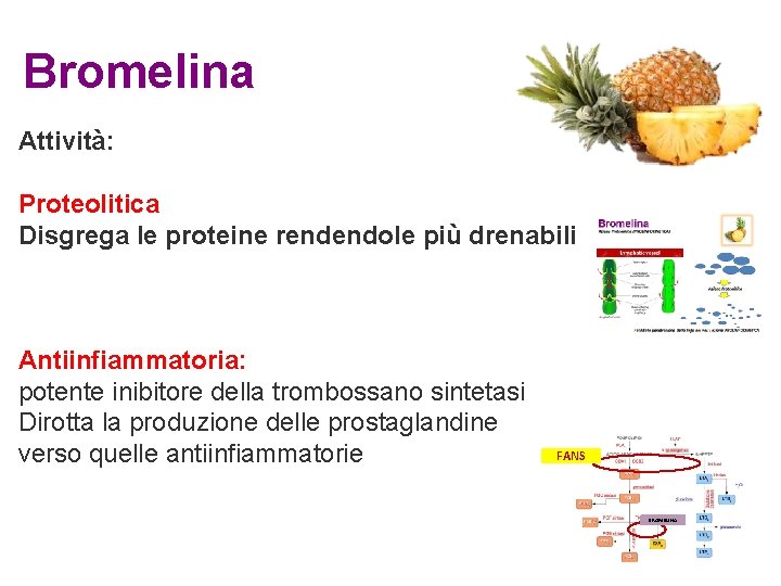 Bromelina Attività: Proteolitica Disgrega le proteine rendendole più drenabili Antiinfiammatoria: potente inibitore della trombossano