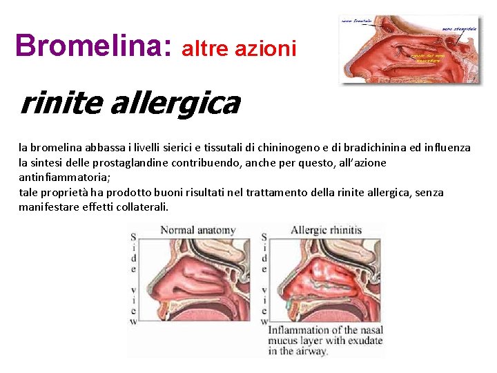 Bromelina: altre azioni rinite allergica la bromelina abbassa i livelli sierici e tissutali di