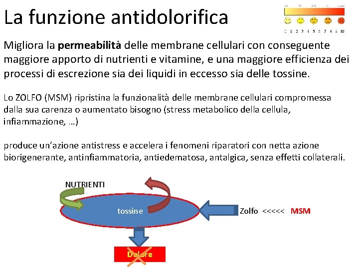 La funzione antidolorifica Migliora la permeabilità delle membrane cellulari conseguente maggiore apporto di nutrienti