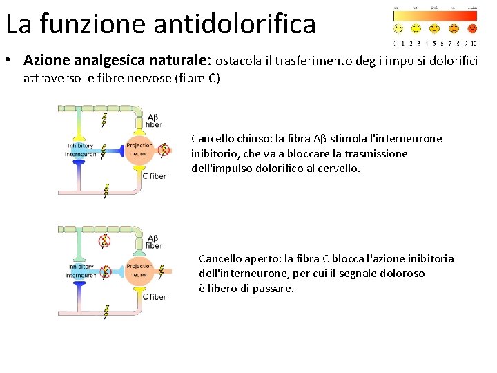 La funzione antidolorifica • Azione analgesica naturale: ostacola il trasferimento degli impulsi dolorifici attraverso