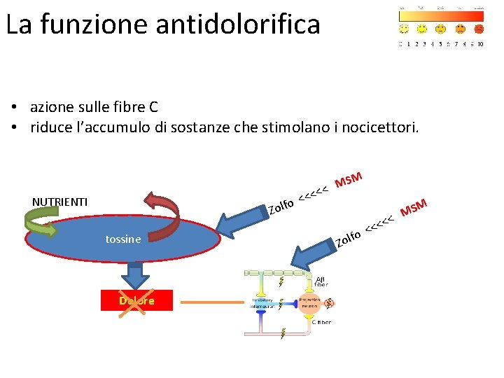 La funzione antidolorifica • azione sulle fibre C • riduce l’accumulo di sostanze che