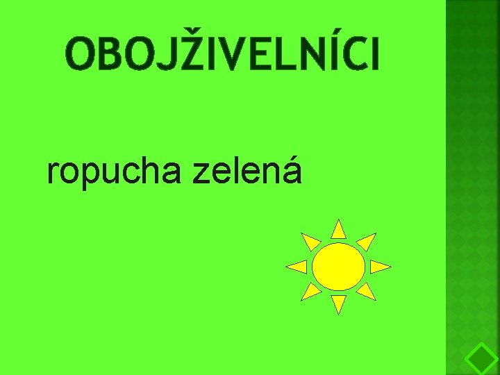 OBOJŽIVELNÍCI ropucha zelená 