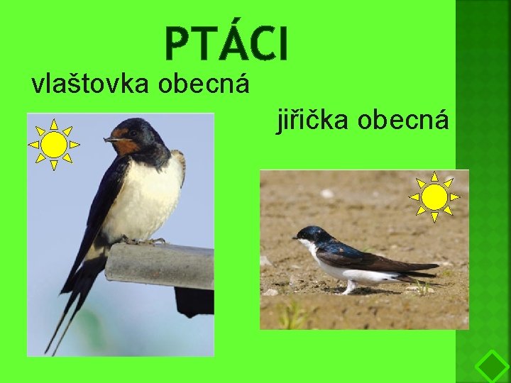 PTÁCI vlaštovka obecná jiřička obecná 