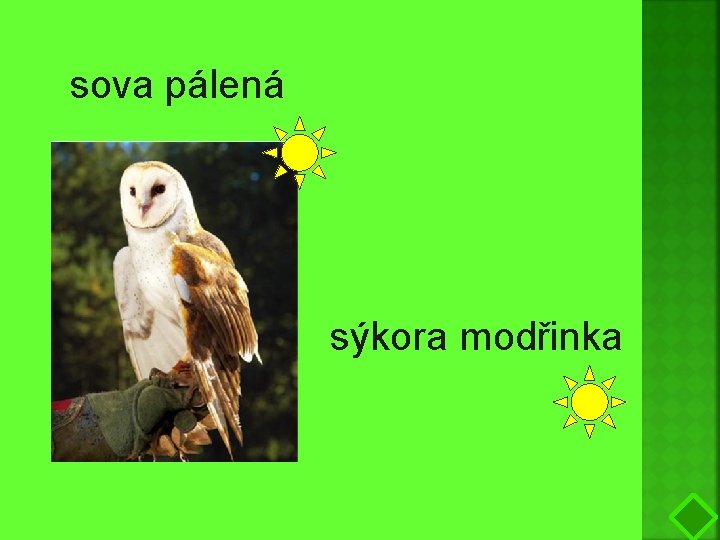 sova pálená PTÁCI sýkora modřinka 