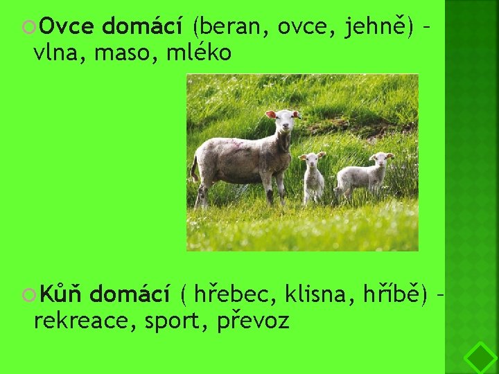 Ovce domácí (beran, ovce, jehně) – vlna, maso, mléko Kůň domácí ( hřebec,