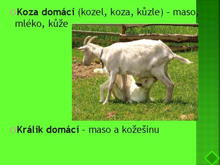  Koza domácí (kozel, koza, kůzle) – maso, mléko, kůže Králík domácí – maso