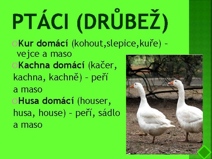 PTÁCI (DRŮBEŽ) Kur domácí (kohout, slepice, kuře) – vejce a maso Kachna domácí (kačer,