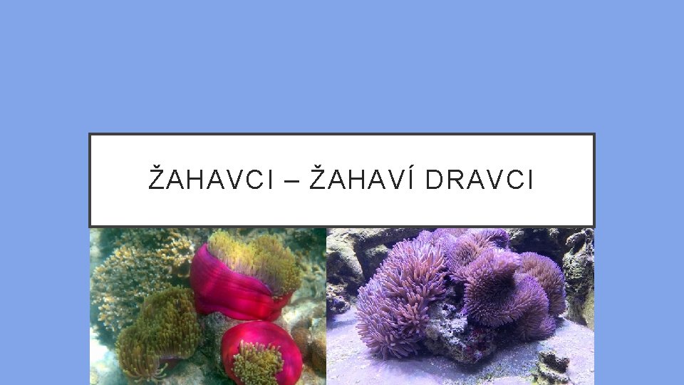 ŽAHAVCI – ŽAHAVÍ DRAVCI 