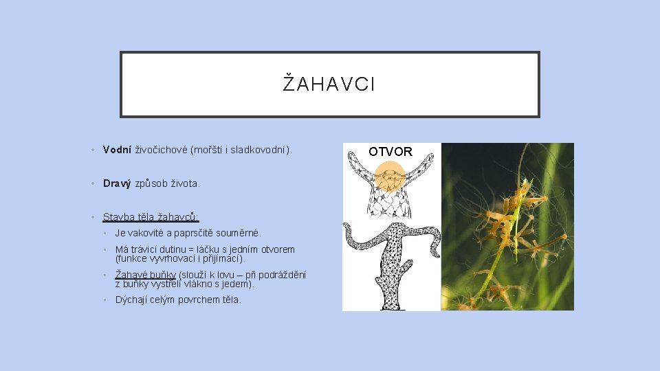 ŽAHAVCI • Vodní živočichové (mořští i sladkovodní). • Dravý způsob života. • Stavba těla