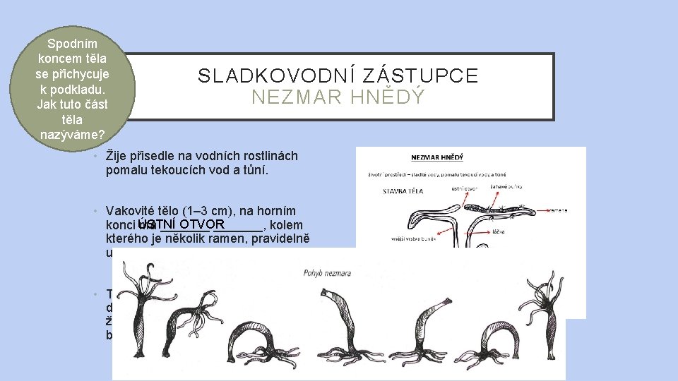 Spodním koncem těla se přichycuje k podkladu. Jak tuto část těla nazýváme? SLADKOVODNÍ ZÁSTUPCE