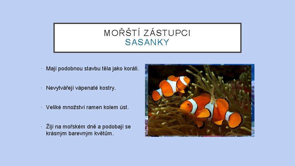 MOŘŠTÍ ZÁSTUPCI SASANKY • Mají podobnou stavbu těla jako koráli. • Nevytvářejí vápenaté kostry.