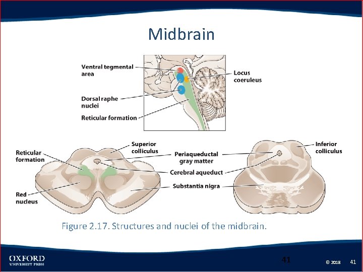 2 The Brain and Nervous System Cognitive Neuroscience