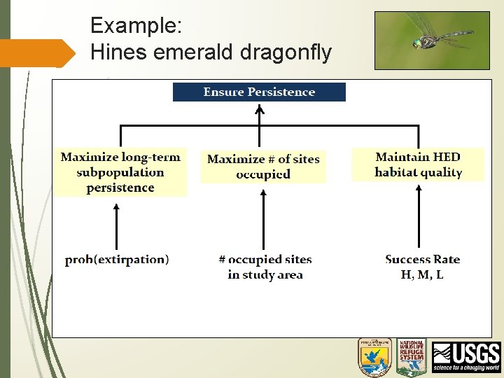 Example: Hines emerald dragonfly 