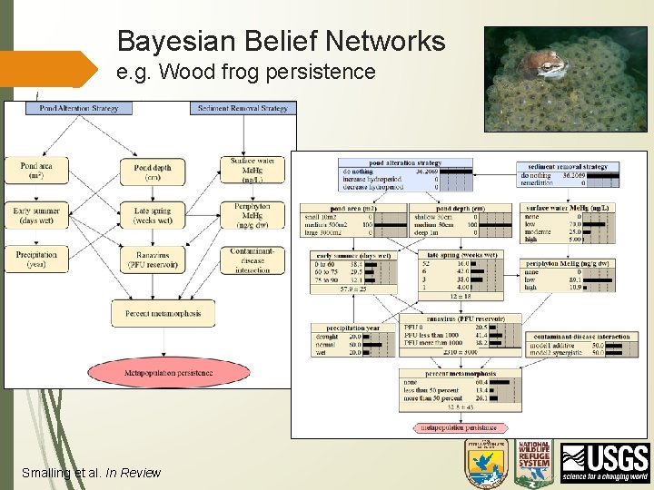 Bayesian Belief Networks e. g. Wood frog persistence Smalling et al. In Review 