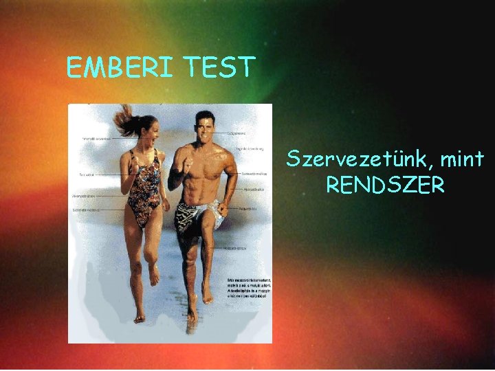 EMBERI TEST mint Az emberi. Szervezetünk, test RENDSZER Szervezetünk – mint RENDSZER 