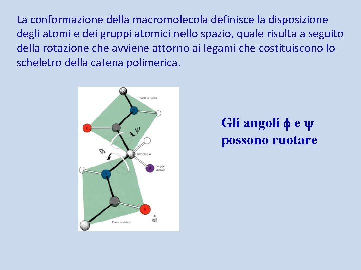 La conformazione della macromolecola definisce la disposizione degli atomi e dei gruppi atomici nello