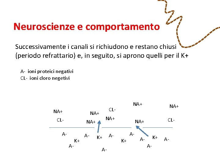 Neuroscienze e comportamento Successivamente i canali si richiudono e restano chiusi (periodo refrattario) e,