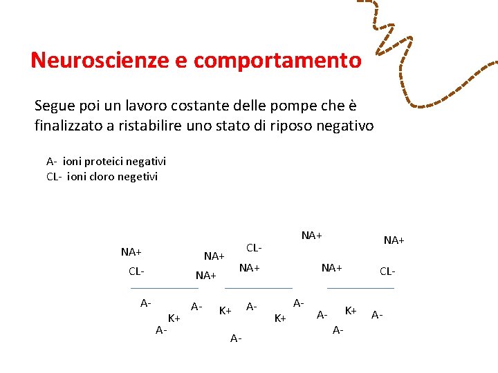 Neuroscienze e comportamento Segue poi un lavoro costante delle pompe che è finalizzato a