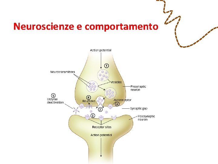 Neuroscienze e comportamento 