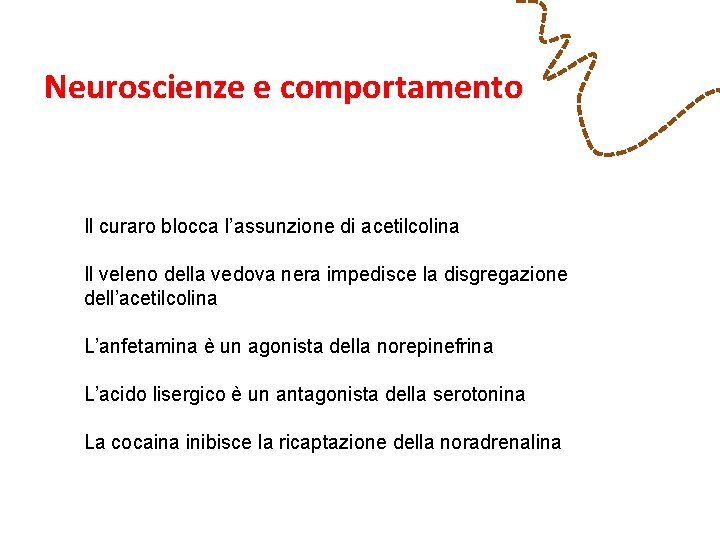 Neuroscienze e comportamento Il curaro blocca l’assunzione di acetilcolina Il veleno della vedova nera