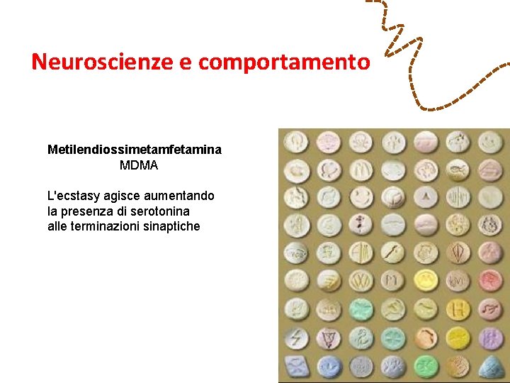 Neuroscienze e comportamento Metilendiossimetamfetamina MDMA L'ecstasy agisce aumentando la presenza di serotonina alle terminazioni