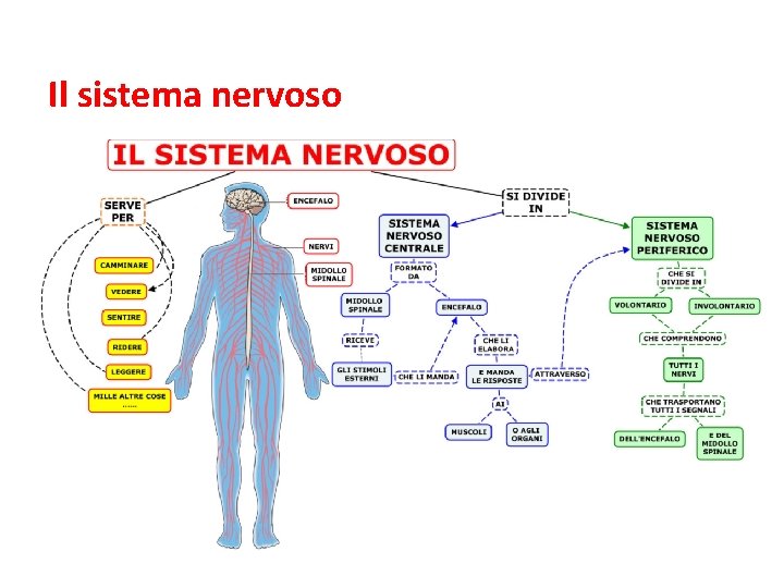 Il sistema nervoso 