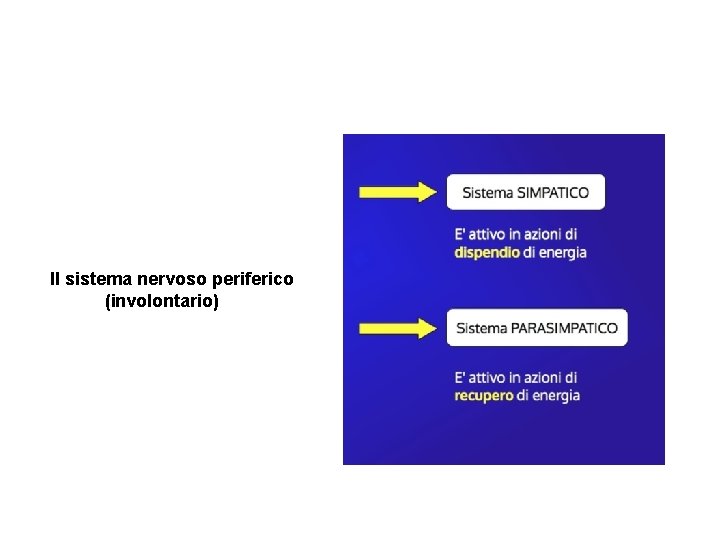 Il sistema nervoso periferico (involontario) 