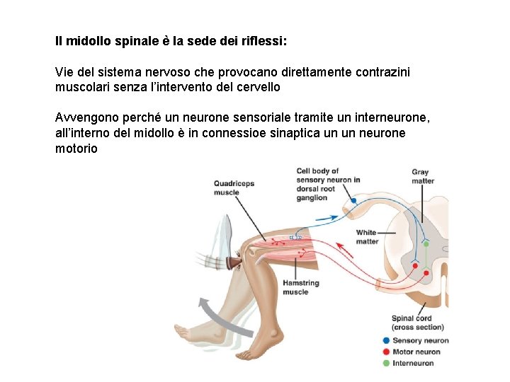 Il midollo spinale è la sede dei riflessi: Vie del sistema nervoso che provocano
