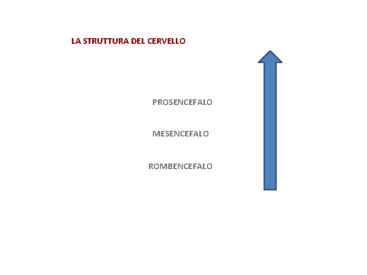 LA STRUTTURA DEL CERVELLO PROSENCEFALO MESENCEFALO ROMBENCEFALO 