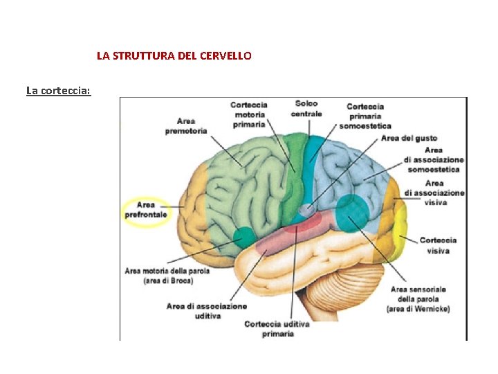 LA STRUTTURA DEL CERVELLO La corteccia: 