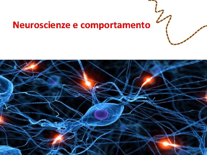 Neuroscienze e comportamento 