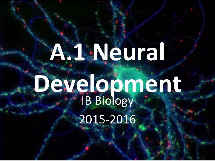 A. 1 Neural Development IB Biology 2015 -2016 