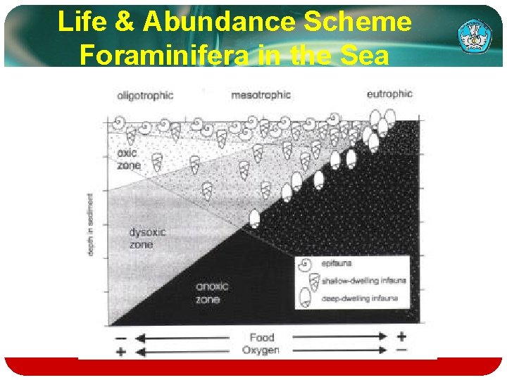Life & Abundance Scheme Foraminifera in the Sea 